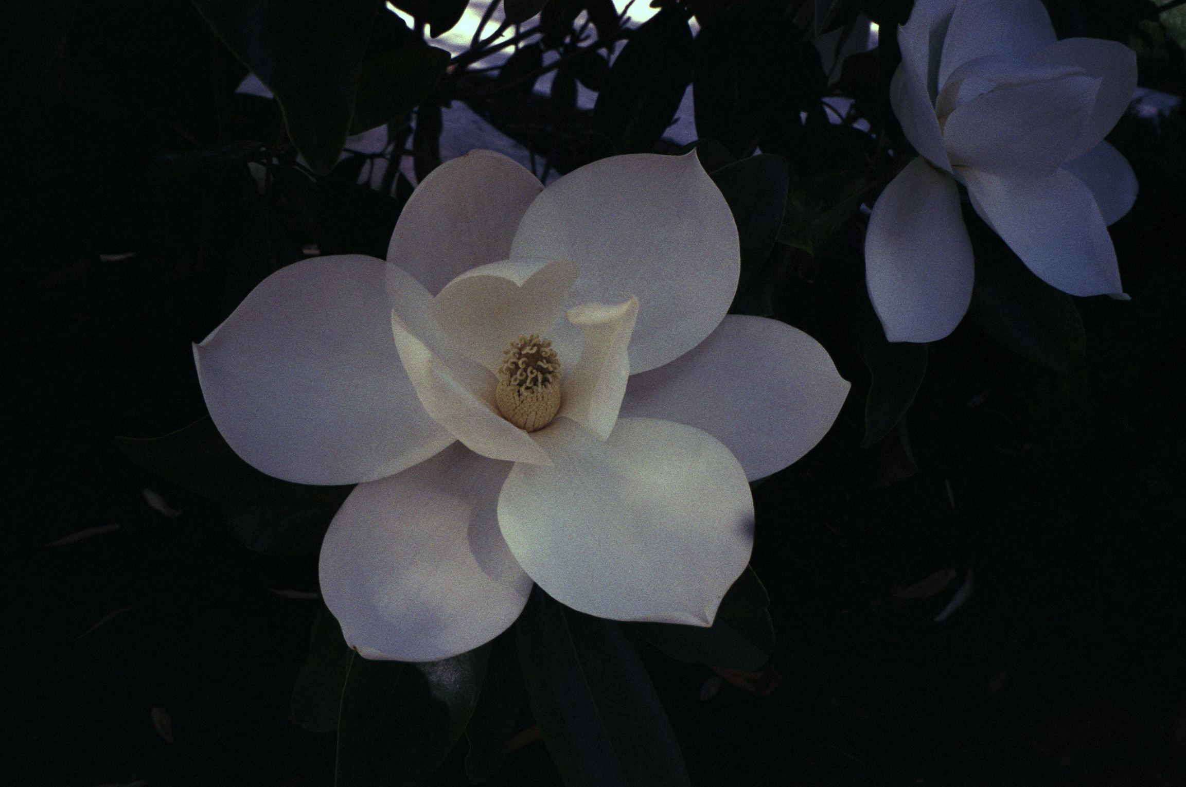 cody-swann-photo-329-magnolia